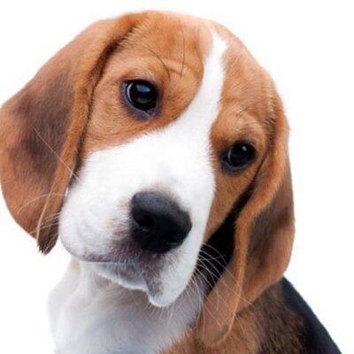 Profile Picture of Thomas V D Bogert (@tovadebo) on Twitter