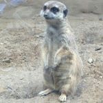 Profile Picture of Benjamin Schierenberg (@lasereule85) on Instagram