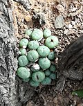 Profile Picture of Conophytum piluliformeon Wikipedia
