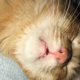 Profile Picture of Renee Manriquez (@manriquez0608) on Pinterest