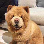 Profile Picture of Brandon  Meng (@chairsmeng) on Instagram