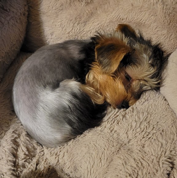 Profile Picture of Joshua Greer (@rumblebee_988) on Poshmark