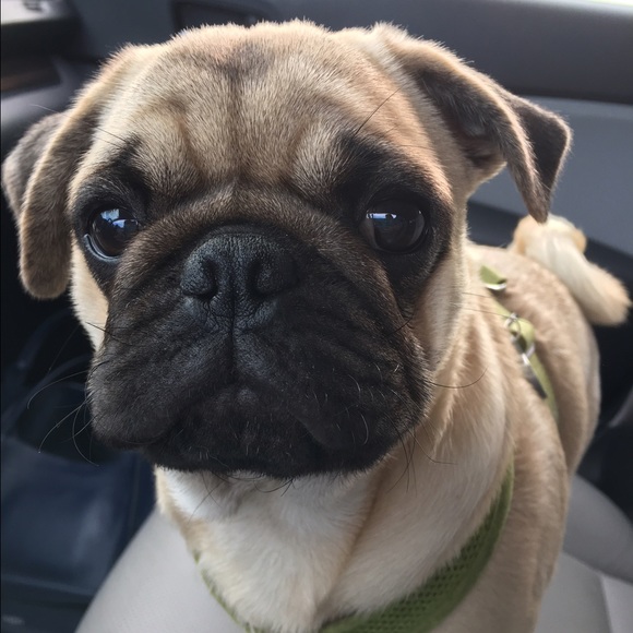 Profile Picture of Dee dee Stergis (@zeuswyn) on Poshmark
