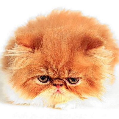 Profile Picture of MirandaLi (@MirandaLi2) on Twitter