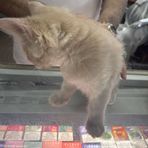 Profile Picture of Tyler Dodge (@tyler.dodge.39) on Facebook