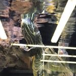 Profile Picture of Colby Mcdaniel (@turtleperson6969) on Instagram