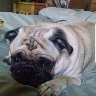 Profile Picture of Lisa Reda (@frontdog17) on Twitter