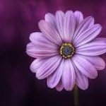 Profile Picture of Maya Merowe (@morowemaya) on Instagram