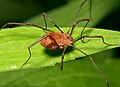 Profile Picture of Opiliones anatomyon Wikipedia