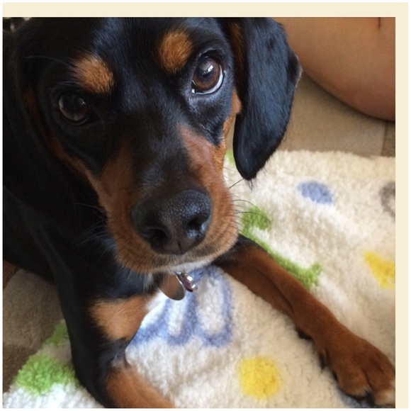 Profile Picture of Lauren Ogara (@lferruggiari) on Poshmark