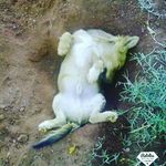 Profile Picture of Janet Ryder (@janet_ryder) on Instagram