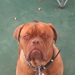 Profile Picture of tomgoat909_Thomas Coppin (@tomgoat909) on Instagram