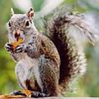 Profile Picture of John Cirillo (@acornfinder) on Twitter