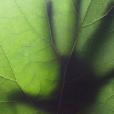 Profile Picture of James Curley (@JamesIsCurley) on Twitter