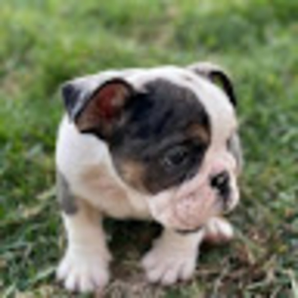 Profile Picture of Thomas Lam (@purpleteletubby) on Poshmark