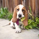 Profile Picture of Darryl Basset (@darryl_longbody) on Instagram