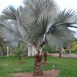 Profile Picture of luis Carlos Morandi (@luiscarlosmorandi) on Instagram