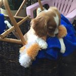 Profile Picture of Heather Vaughan (@cavalierkingcharlespuppydarwin) on Instagram