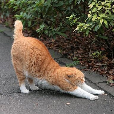 Profile Picture of Nich＠n🇯🇵 【公式】 (@bnichan) on Twitter