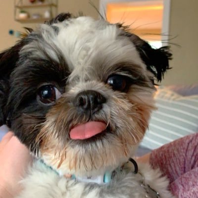 Profile Picture of Josh Shank (@Josh_Shank) on Twitter