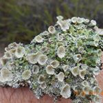 Profile Picture of Sean Donlin (@srlin33) on Instagram