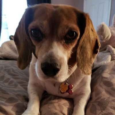 Profile Picture of Joseph A. Niemiec (@JNiemiec08) on Twitter