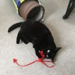 Profile Picture of Stanley (@tinkerbell_the_velvet_cat) on Instagram