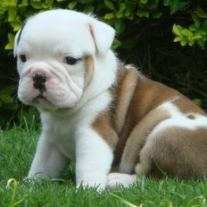 Profile Picture of Ameen Abraham (@419687341) on Myspace