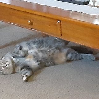 Profile Picture of David Zelonis (@silver37o1) on Instagram