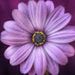Profile Picture of Tracey Pollack (@pollack1228) on Pinterest