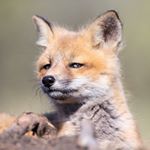 Profile Picture of David Catanzaro (@kfuuba) on Instagram