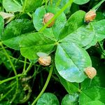 Profile Picture of Aurélien Mouvet (@dunordannemasse) on Instagram