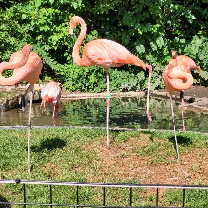 Profile Picture of Meredith Qualls (@flamazingfae) on Tiktok