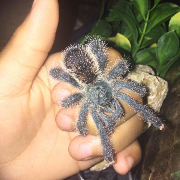 Profile Picture of Xavier Lucas (@havi123334) on Poshmark