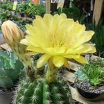 Profile Picture of Michael Knoell (@the_mighty_thunder_chicken) on Instagram