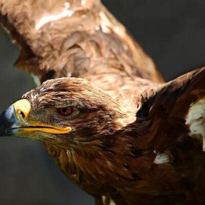 Profile Picture of Delfino Perez (@delfinoperez5) on Twitter