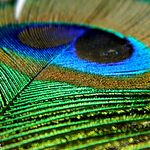 Profile Picture of Abhishek Roy (@Abhishek Roy .(saheb)) on Flickr