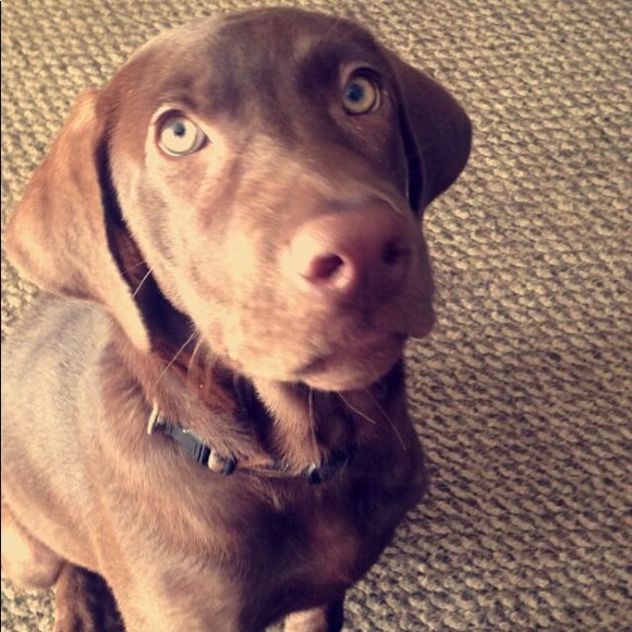 Profile Picture of Tyler Chappell (@tchap00) on Poshmark