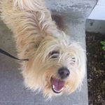 Profile Picture of Leo & Gracie (@leo.and.gracie.doggos) on Instagram