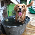 Profile Picture of Alice (@alicethecockapoller) on Instagram