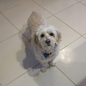 Profile Picture of SY Shim (@eshimm) on Youtube