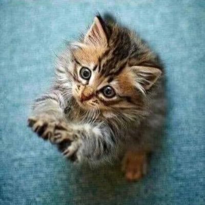 Profile Picture of Nikki Keith (@NikkiKe34142059) on Twitter