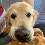 Profile Picture of Rusty Roberts (@rustythetherapydog) on Instagram