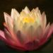 Profile Picture of Tamara Roberts (@trphotography) on Pinterest
