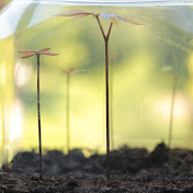 See Xiong - Youtube Profile Picture of See Xiong (@R3DpandaBear) on Youtube