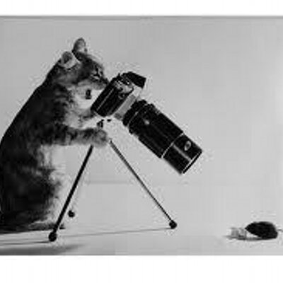 Profile Picture of Gabrielle Anderson (@GoingCurly) on Twitter