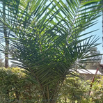 Lawrence Torres - Facebook Profile Picture of Lawrence Torres (@lawrence.torres.907830) on Facebook