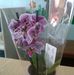 Profile Picture of Elena Shkraba (@elena.shkraba.71) on Facebook