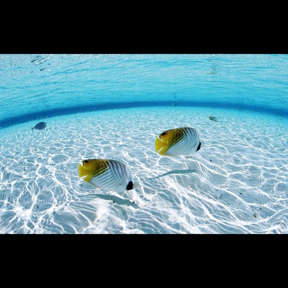 Profile Picture of Phea Jay (@phea_jay) on Poshmark