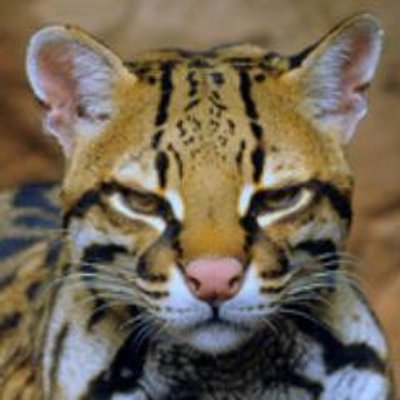 Profile Picture of Александр Турбовский (@turbovsky) on Twitter